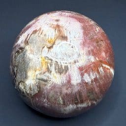 SP911 Petrified Wood