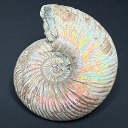 FO106 Pyritized Ammonite