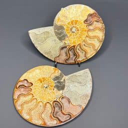 FO314 Ammonite Set