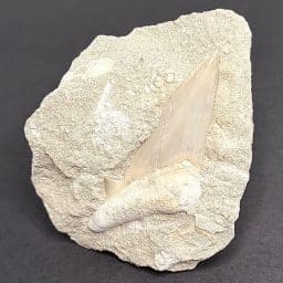 Fossil Shark Tooth