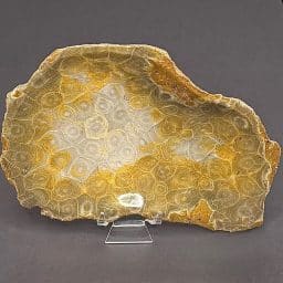 FO201 Fossil Coral Dish