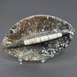 FO303 Fossil Dish