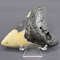 FO530 Megalodon Fossil Tooth