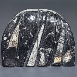 BK100 Orthoceras Bookends