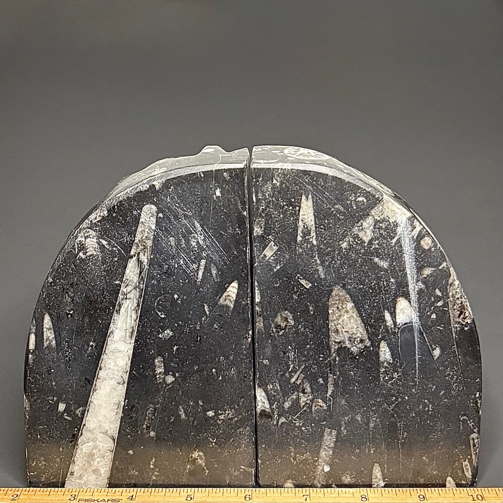 BK100 Orthoceras Bookends - Image 2