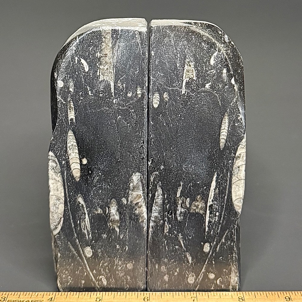 BK100 Orthoceras Bookends - Image 3