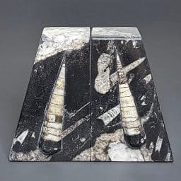 BK209 Orthoceras Bookends