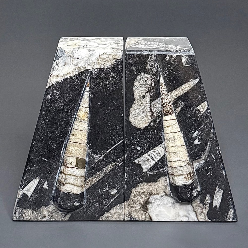 BK209 Orthoceras Bookends