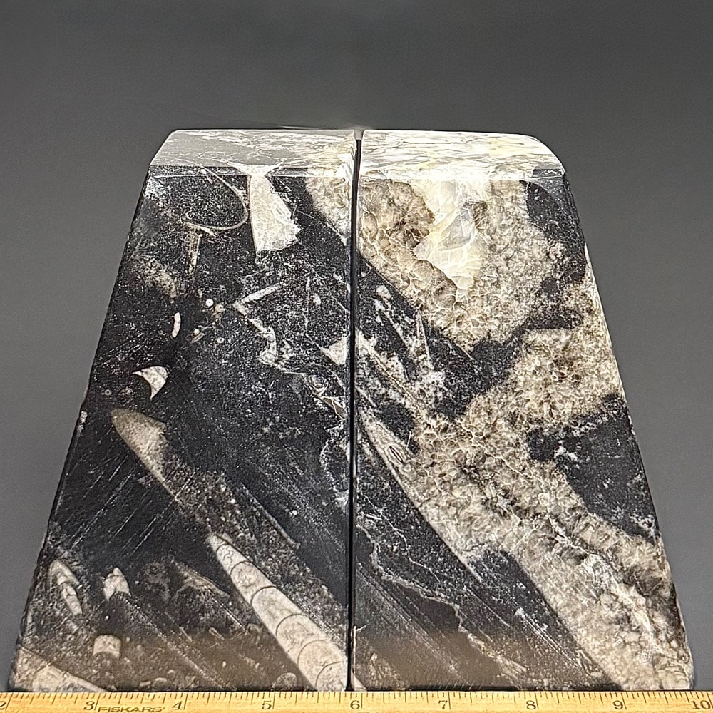 BK209 Orthoceras Bookends - Image 2