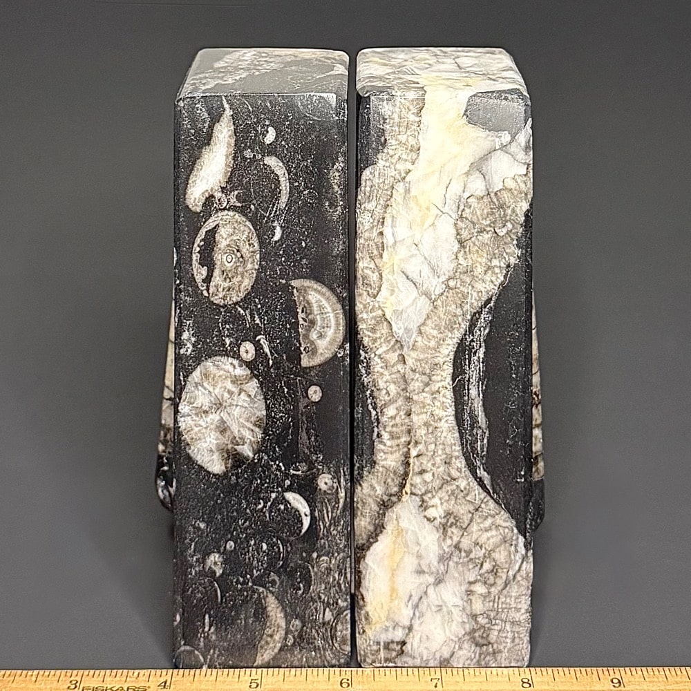 BK209 Orthoceras Bookends - Image 3