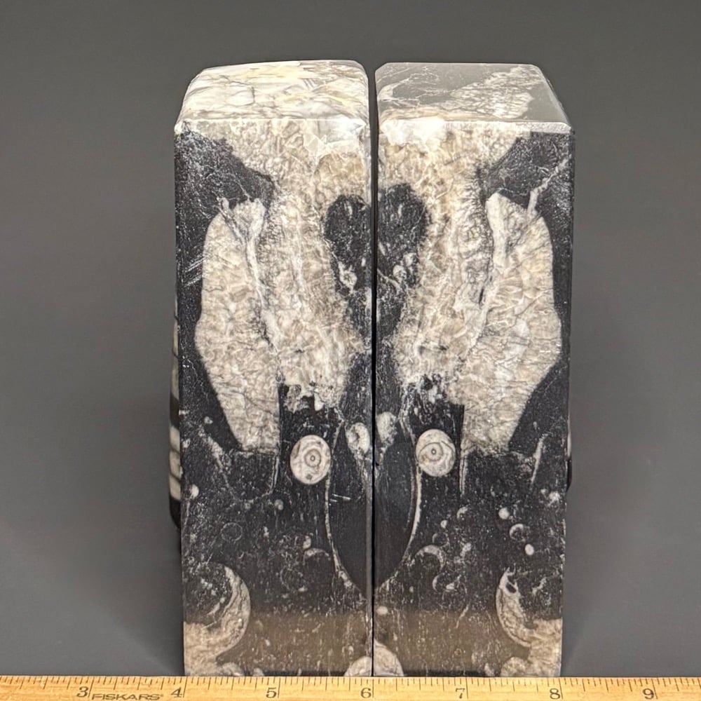 BK209 Orthoceras Bookends