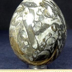 Fossil Marble