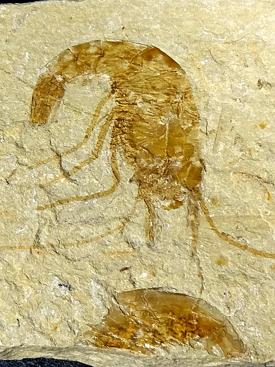 Fossilized Shrimp