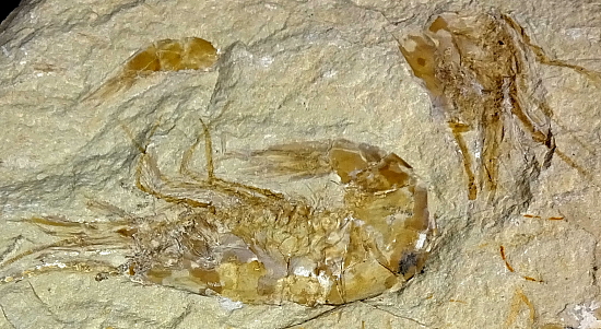 Fossilized Shrimp