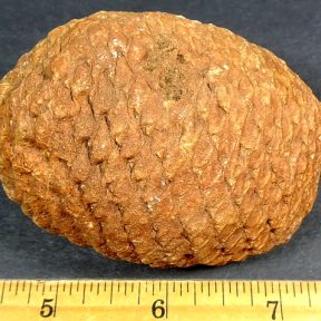 Fossilized Pine Cone