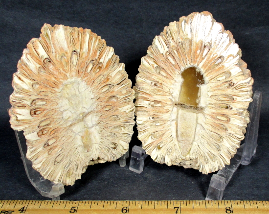 Fossilized Pinecone