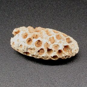Fossilized Pinecone
