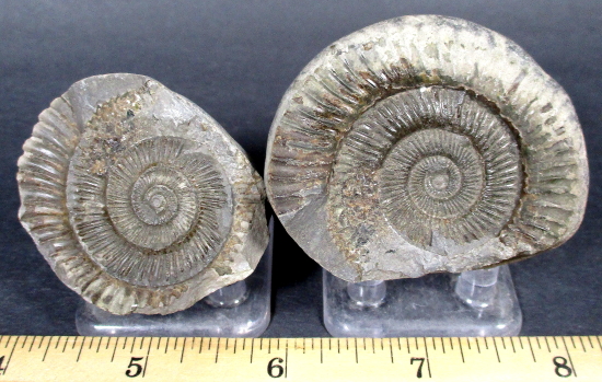 German Ammonite