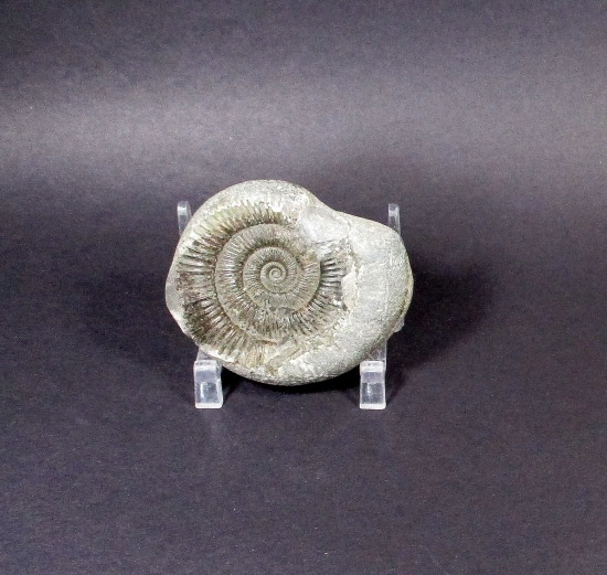 FO106 German Ammonite - The Rock Shed