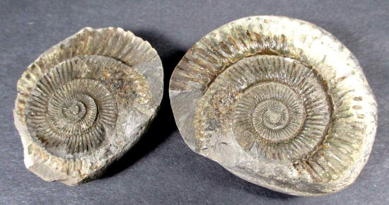 German Ammonite