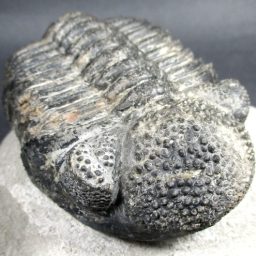 FO110 Large Trilobite in Matrix