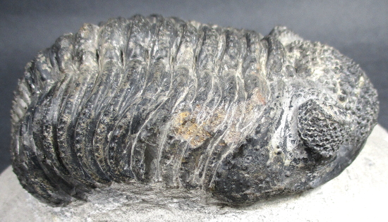 Large Trilobite in Matrix
