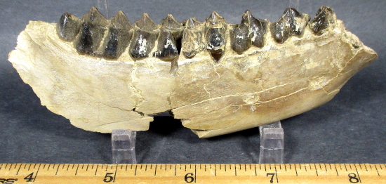 Oreodont Jaw
