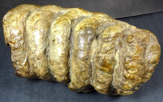 Stegadon Mammoth Tooth