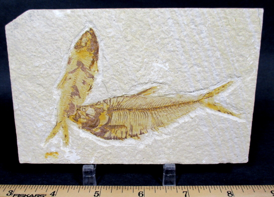 Knightia And Diplomystus Dentatus Fossilized Fish
