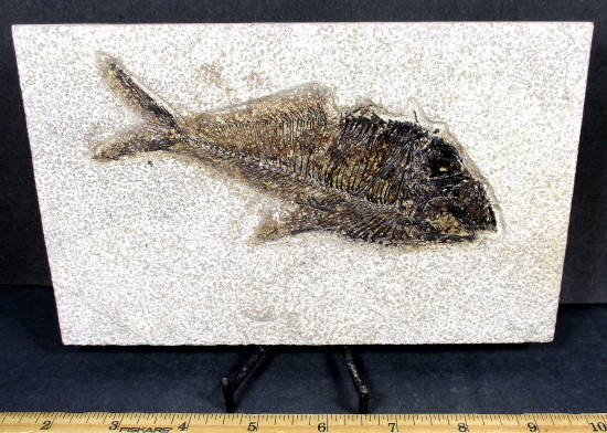 Diplomystus Dentatus Fossilized Fish
