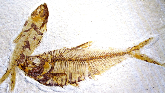 Knightia And Diplomystus Dentatus Fossilized Fish