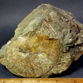 South Dakota Ammonite