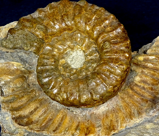 South Dakota Ammonite