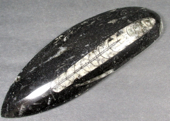Orthoceras Polished Stone