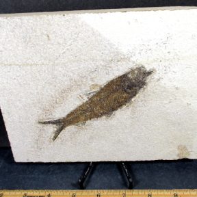Knightia Fossilized Fish