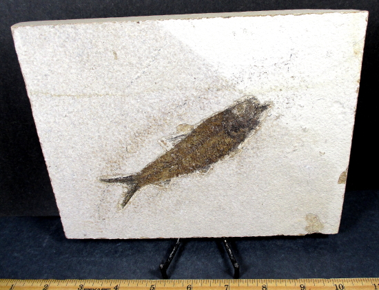 Knightia Fossilized Fish