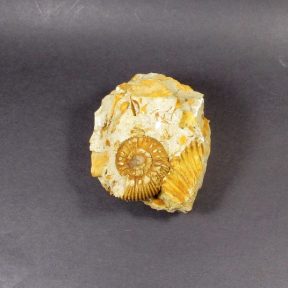 French Ammonite
