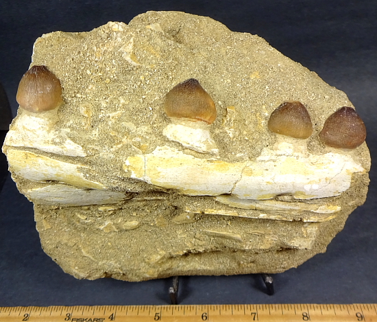Mosasaur Globiden Tooth Section
