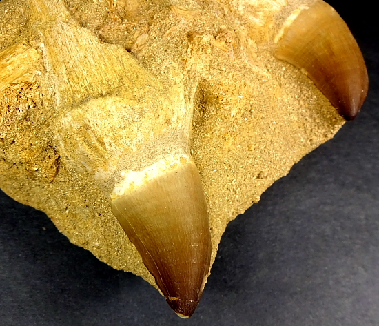 Mosasaur Tooth Matrix