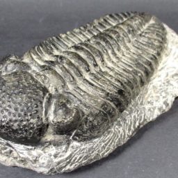 Trilobite