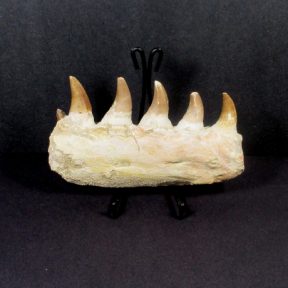 Mosasaurs Jaw Section