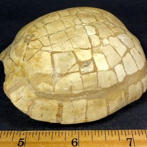 South Dakota Fossil Turtle