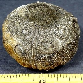 Fossilized Sea Urchin