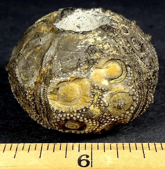 Fossilized Sea Urchin