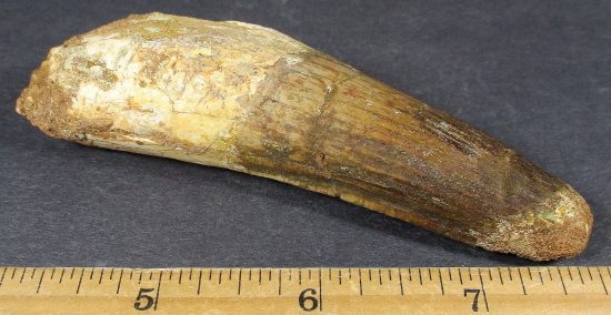 Fossil Dinosaur Tooth