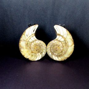 Ammonite Set
