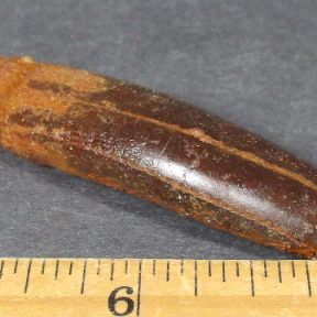 Sauropod Fossil Tooth