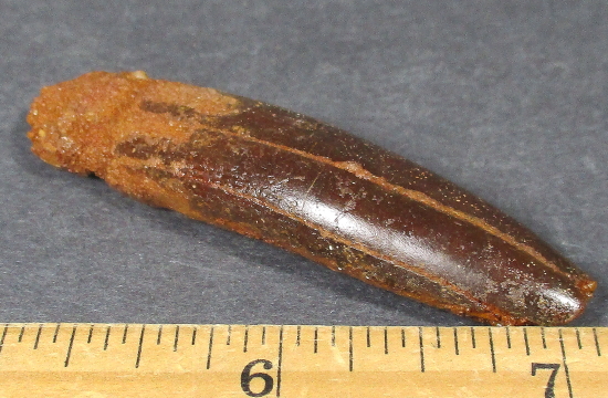 Sauropod Fossil Tooth