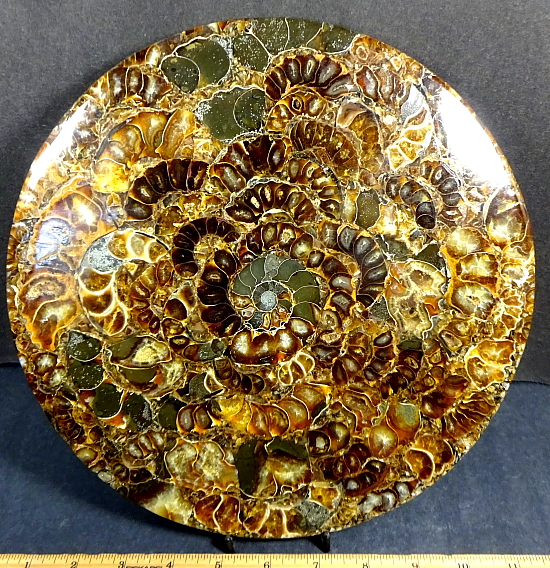 Ammonite Trivet