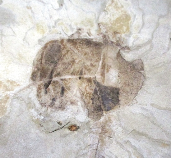 FO420 Fossilized Leaf The Rock Shed